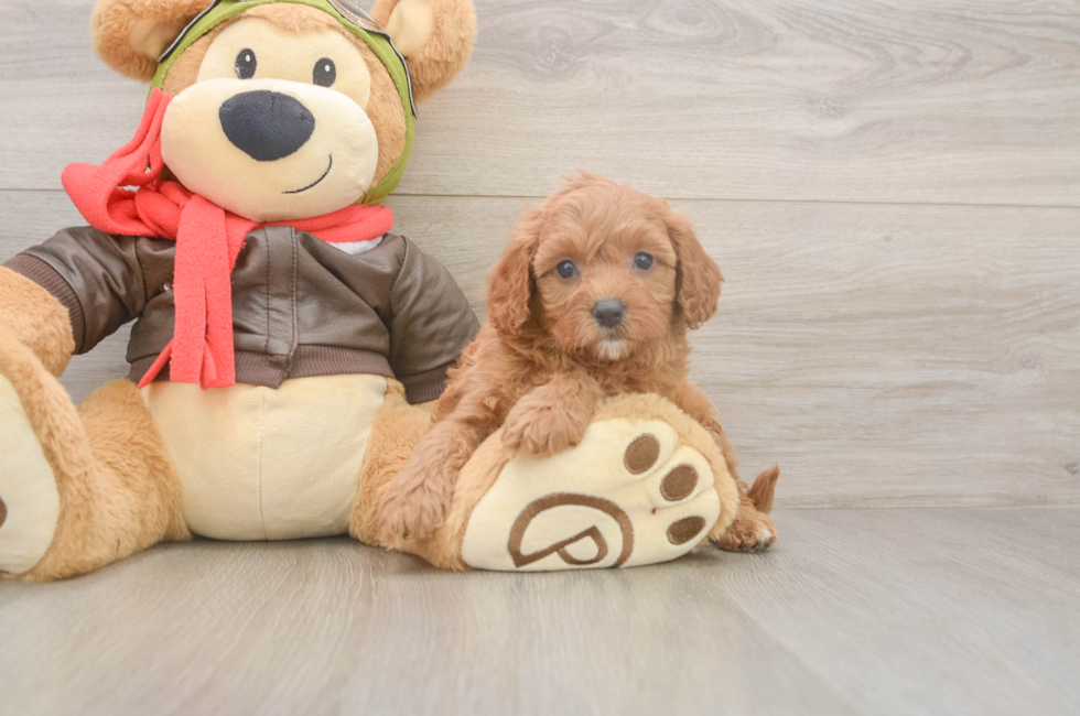 5 week old Cavapoo Puppy For Sale - Florida Fur Babies