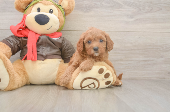 Sweet Cavapoo Baby