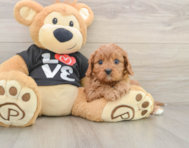 8 week old Cavapoo Puppy For Sale - Florida Fur Babies