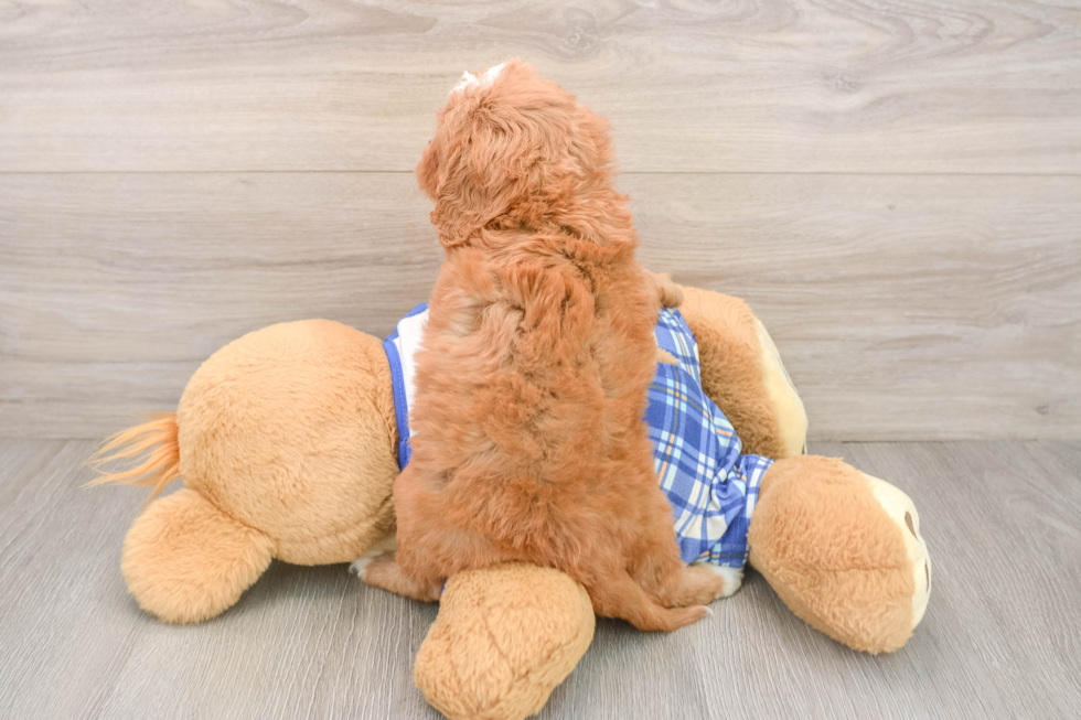 Cavapoo Pup Being Cute