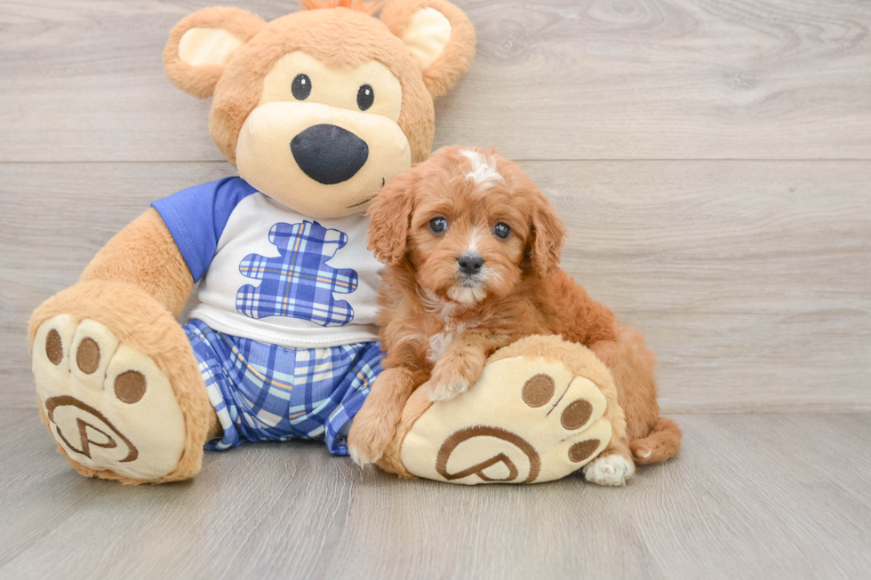 Friendly Cavapoo Baby