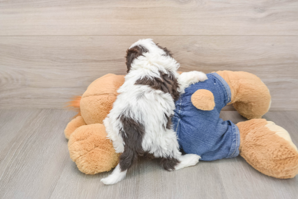 Cavapoo Pup Being Cute