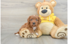 Popular Cavapoo Poodle Mix Pup