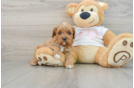 Friendly Cavapoo Baby