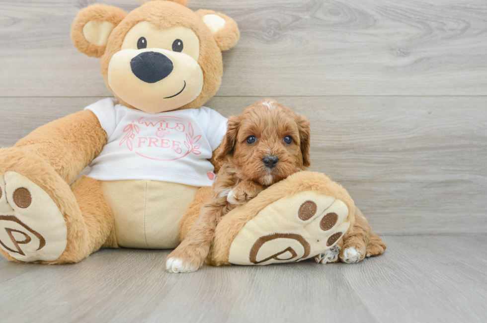 5 week old Cavapoo Puppy For Sale - Florida Fur Babies