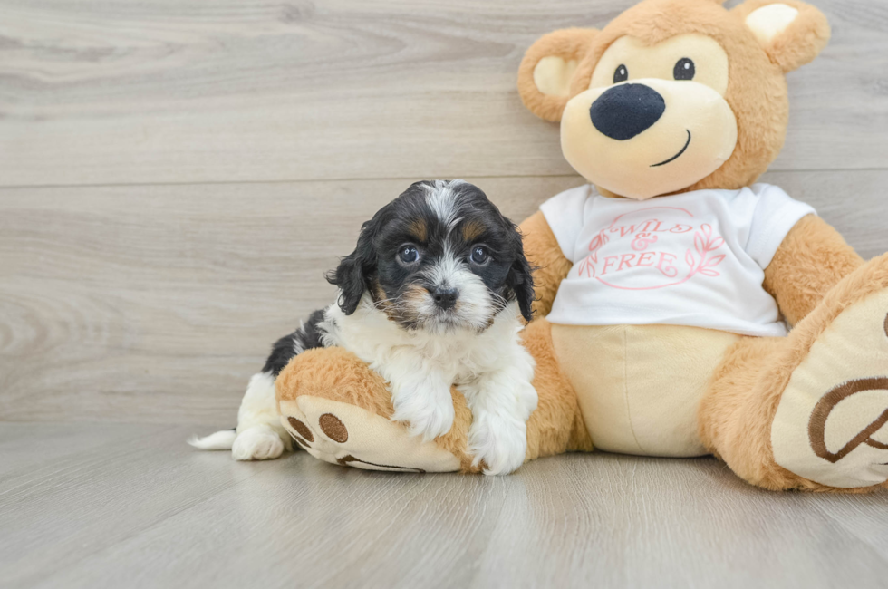 6 week old Cavapoo Puppy For Sale - Florida Fur Babies