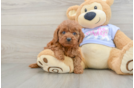 Cavapoo Puppy for Adoption