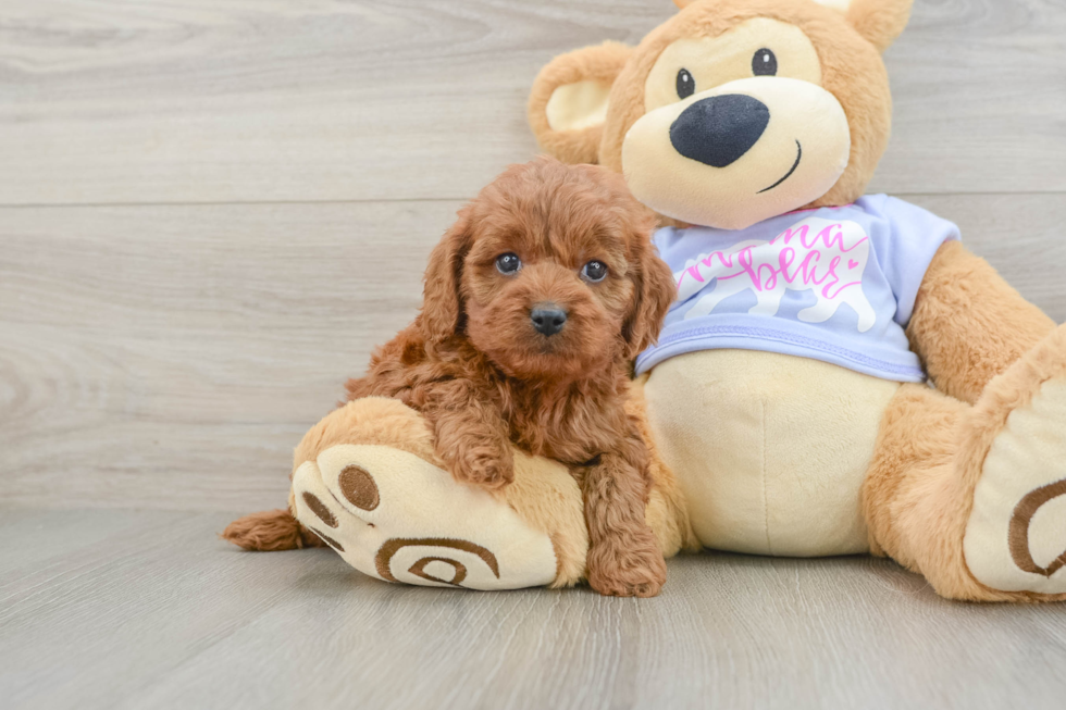 Cavapoo Puppy for Adoption