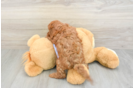 Little Cavipoo Poodle Mix Puppy