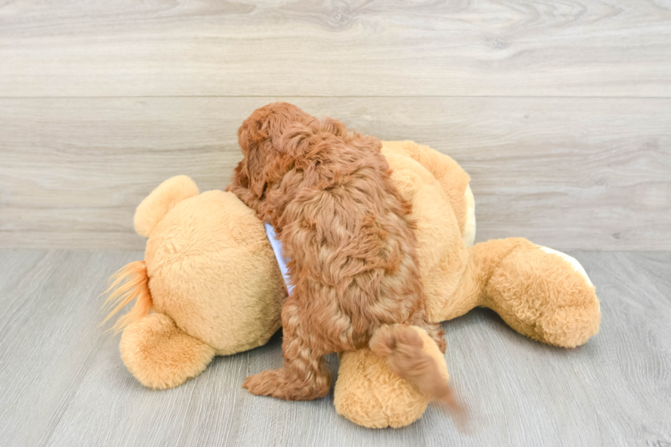 Little Cavipoo Poodle Mix Puppy