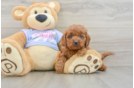 Funny Cavapoo Poodle Mix Pup