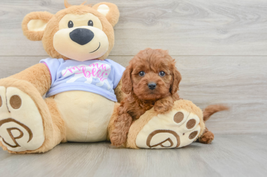Funny Cavapoo Poodle Mix Pup