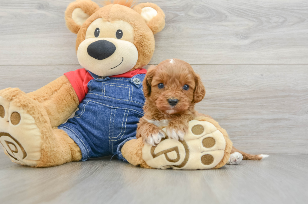 5 week old Cavapoo Puppy For Sale - Florida Fur Babies