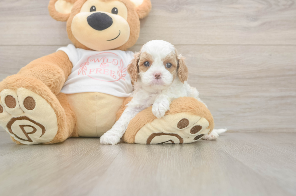 5 week old Cavapoo Puppy For Sale - Florida Fur Babies
