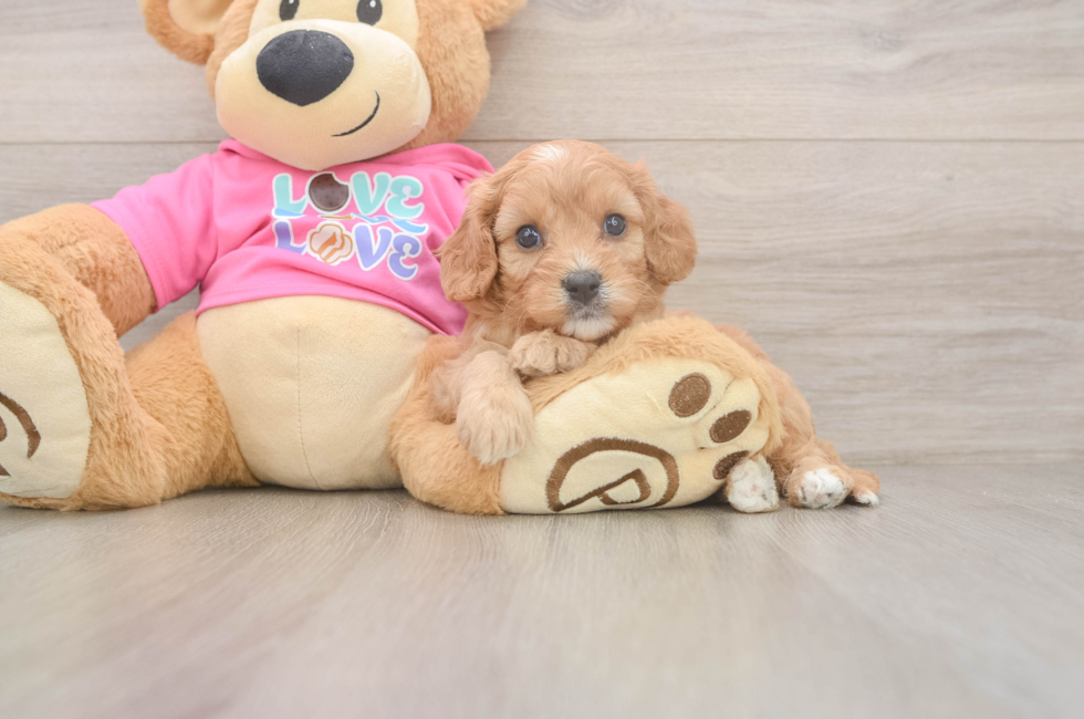 5 week old Cavapoo Puppy For Sale - Florida Fur Babies
