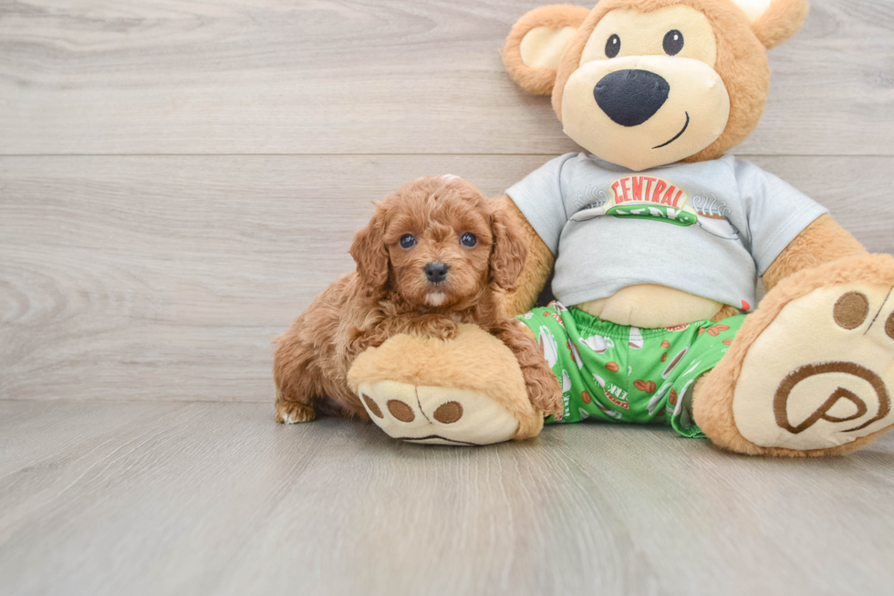 Cavapoo Pup Being Cute