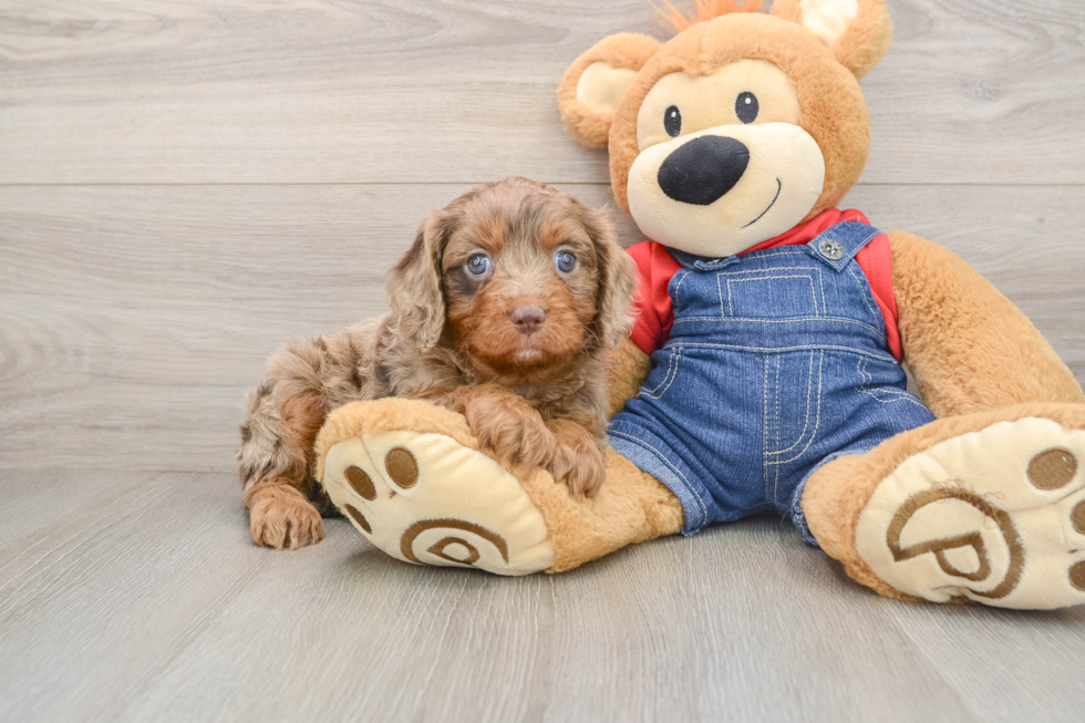 Cavapoo Puppy for Adoption