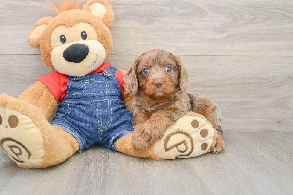 Cavapoo Puppy for Adoption