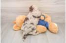 Cavapoo Pup Being Cute