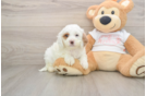 Cavapoo Puppy for Adoption