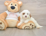 7 week old Cavapoo Puppy For Sale - Florida Fur Babies