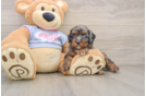 Best Cavapoo Baby