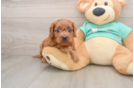 Funny Cavapoo Poodle Mix Pup