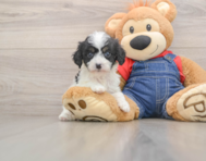 8 week old Cavapoo Puppy For Sale - Florida Fur Babies