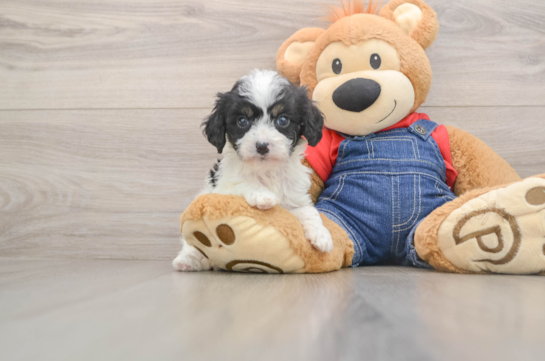 Cavapoo Pup Being Cute