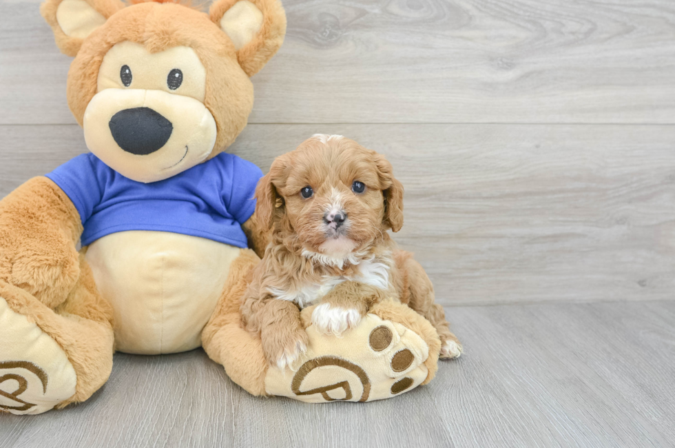 7 week old Cavapoo Puppy For Sale - Florida Fur Babies