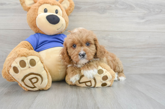Cavapoo Pup Being Cute