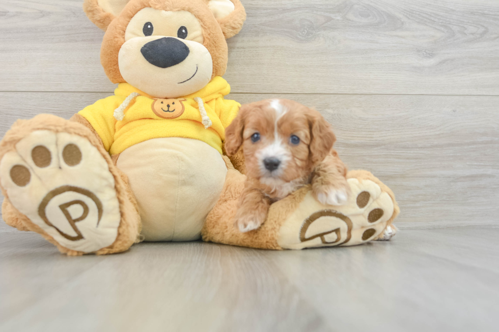 Popular Cavapoo Poodle Mix Pup