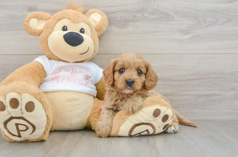 6 week old Cavapoo Puppy For Sale - Florida Fur Babies