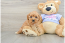Best Cavapoo Baby