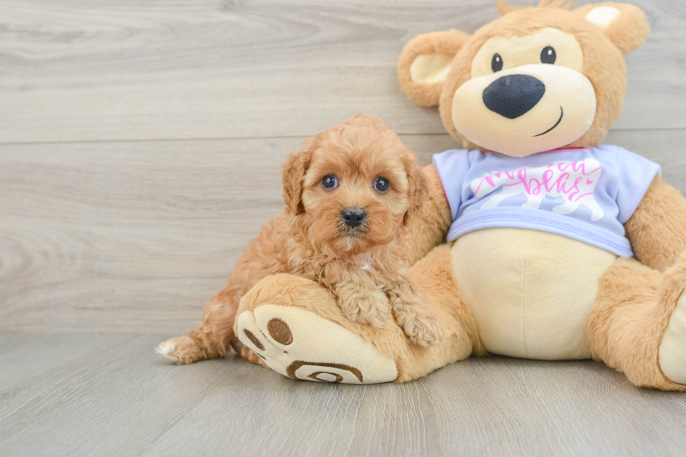 Best Cavapoo Baby