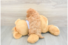 Adorable Cavalier King Charles Spaniel and Poodle Mix Poodle Mix Puppy