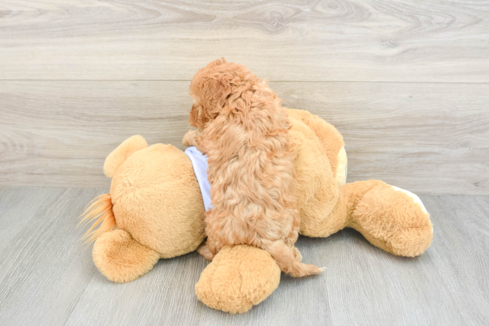 Adorable Cavalier King Charles Spaniel and Poodle Mix Poodle Mix Puppy