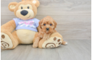 Cavapoo Puppy for Adoption