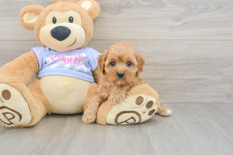 Cavapoo Puppy for Adoption