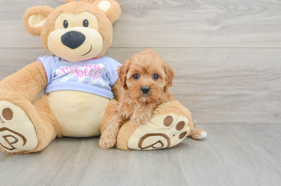 5 week old Cavapoo Puppy For Sale - Florida Fur Babies