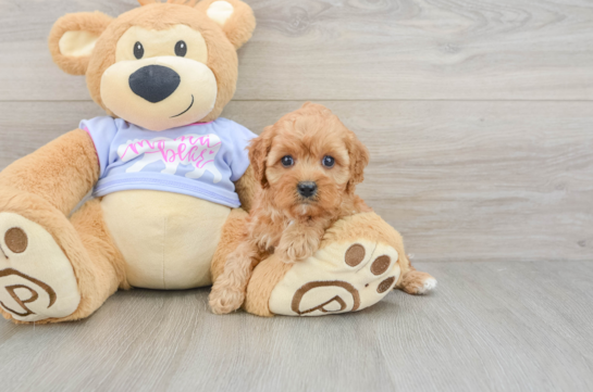 Cavapoo Puppy for Adoption