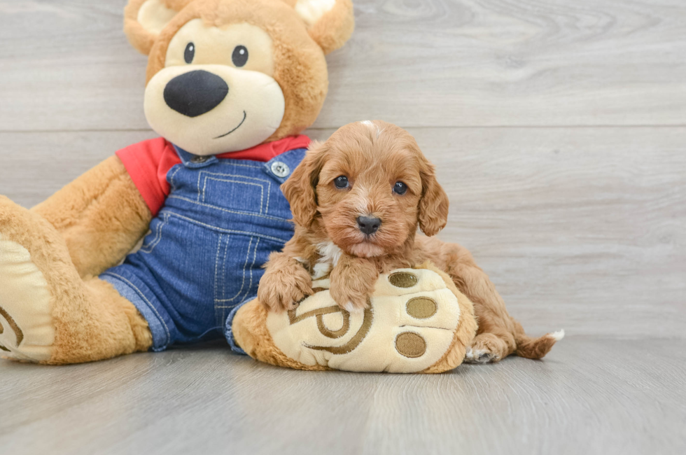 5 week old Cavapoo Puppy For Sale - Florida Fur Babies