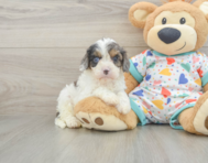 8 week old Cavapoo Puppy For Sale - Florida Fur Babies