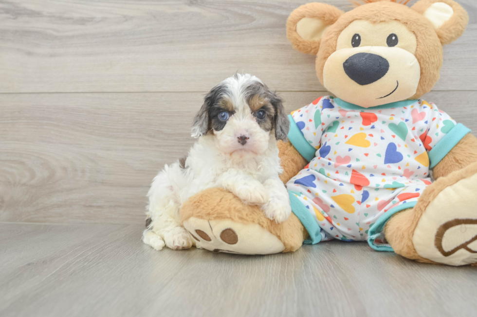 5 week old Cavapoo Puppy For Sale - Florida Fur Babies
