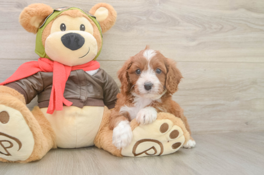 Energetic Cavoodle Poodle Mix Puppy