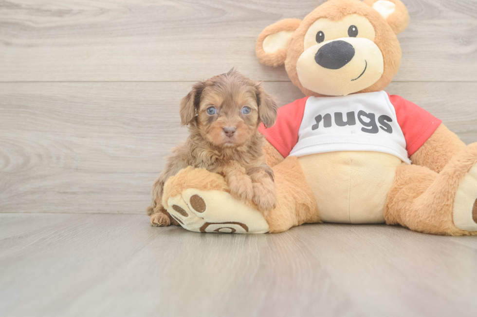 5 week old Cavapoo Puppy For Sale - Florida Fur Babies
