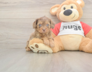 6 week old Cavapoo Puppy For Sale - Florida Fur Babies 6 week old Cavapoo Puppy For Sale - Florida Fur Babies
