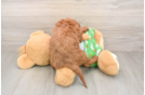 Cavapoo Puppy for Adoption