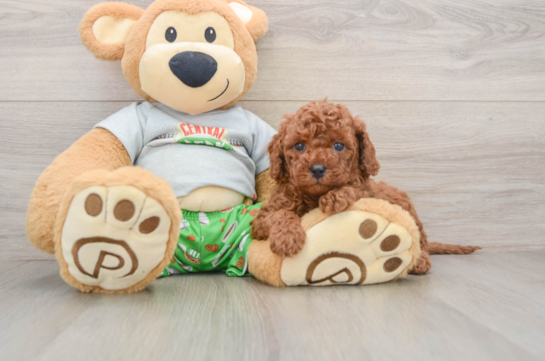 Funny Cavapoo Poodle Mix Pup