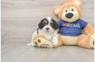 Cavapoo Puppy for Adoption